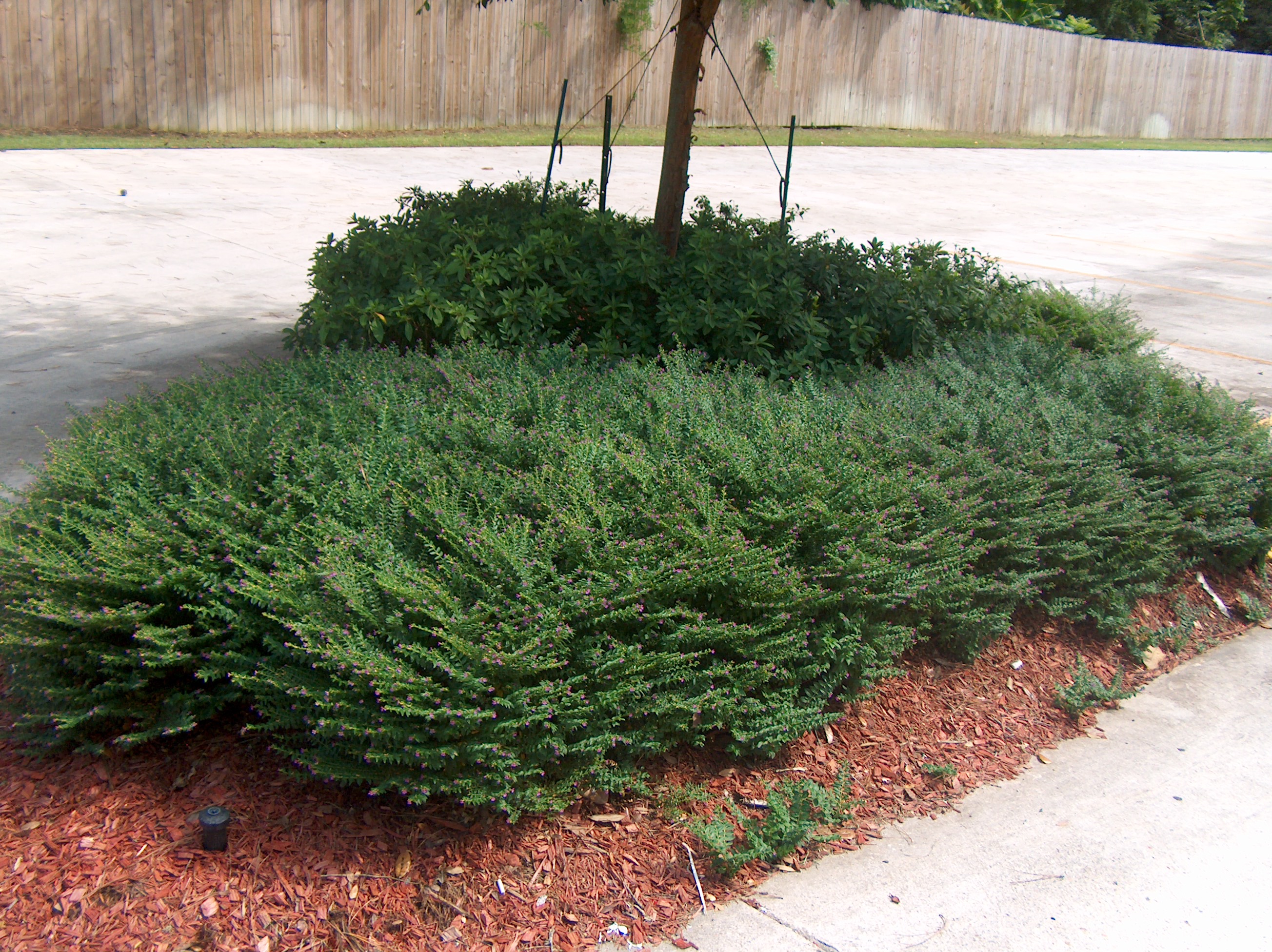 Online Plant Guide - Cuphea hyssopifolia / Mexican Heather